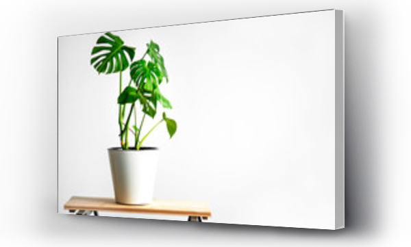 Wizualizacja Obrazu : #291899345 Beautiful monstera flower in a white pot stands on a wooden table on a white background. The concept of minimalism. Hipster scandinavian style room interior. Empty white wall and copy space.