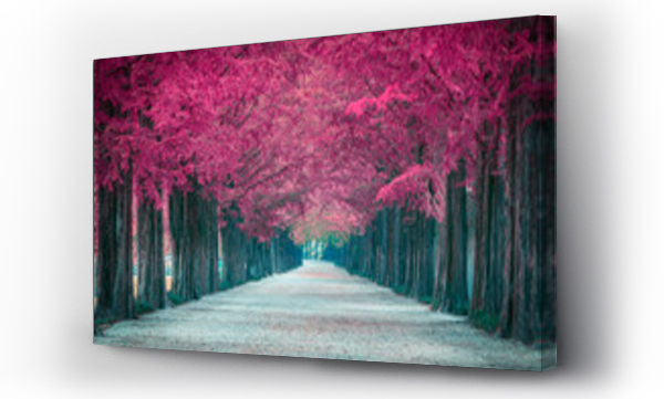 Wizualizacja Obrazu : #292355436 Pink tree tunnel in in South Korea