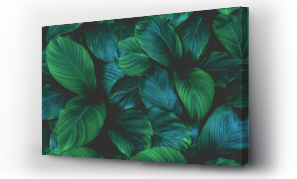liście Spathiphyllum cannifolium, abstrakcyjna zielona tekstura, tło natury, tropikalny liść