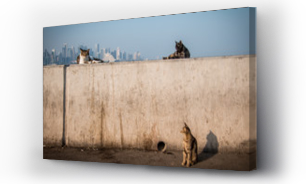 Wizualizacja Obrazu : #294505618 Koty w Katarze