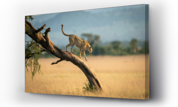 Gepard schodzi z poskręcanego drzewa na sawannie