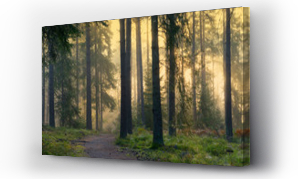 Wizualizacja Obrazu : #294894546 Ścieżka dla pieszych w lesie
