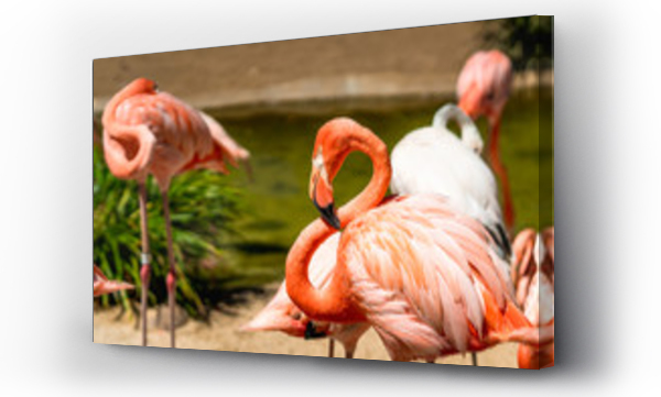 Flamingo. Stado flamingów w naturalnym tle