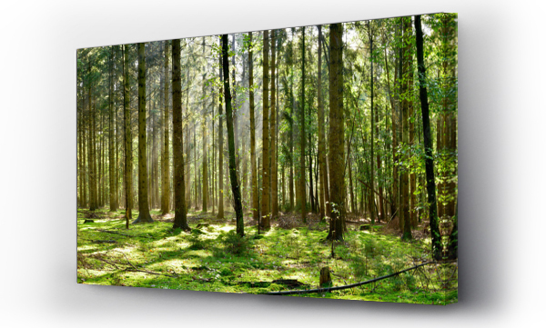 Wizualizacja Obrazu : #295084721 Piękny las z ziemią porośniętą mchem i promieniami słońca przebijającymi się przez drzewa