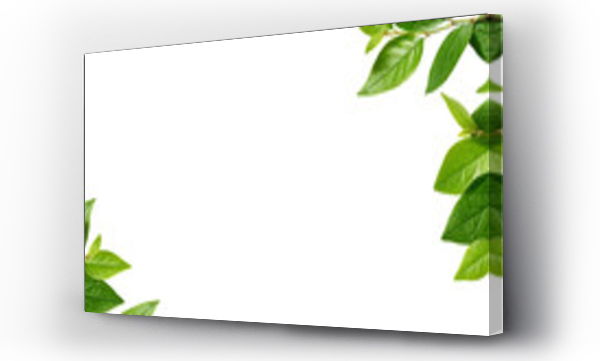 green, liści, Liście, natura, zieleń, żyła