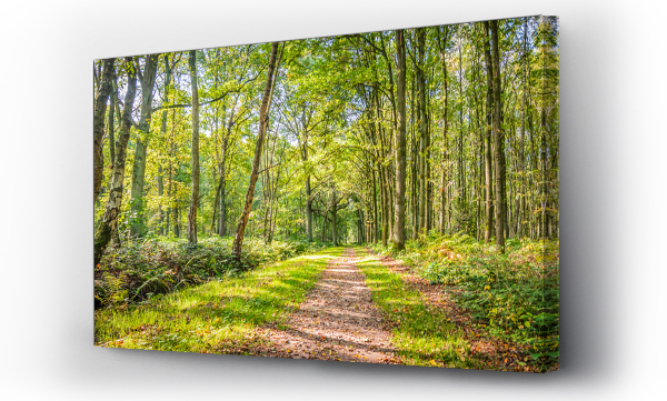 Naturalny krajobraz belgijskiego lasu z drzewami liściastymi i szlakiem turystycznym w piękny dzień na początku jesieni.