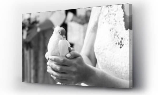 panna młoda, ręce, ślub, zwierzęta