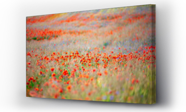 Kwiaty, Maki i chabry, polne kwiaty, łąka