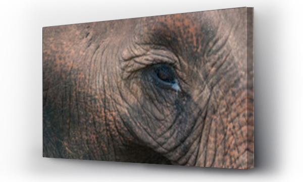 Wizualizacja Obrazu : #296204161 eye of an elephant