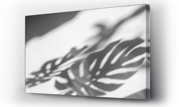 Wizualizacja Obrazu : #296462921 shadows monstera leaf on concrete textured wall surface background. White and Black tone