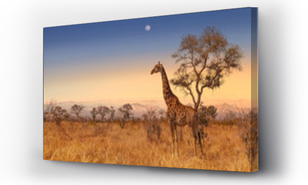 Żyrafa o świcie w parku Krugera RPA