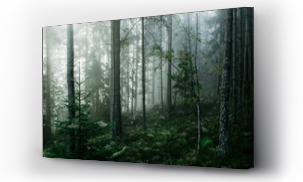 Wizualizacja Obrazu : #296846349 Ponury las pokryty mgłą