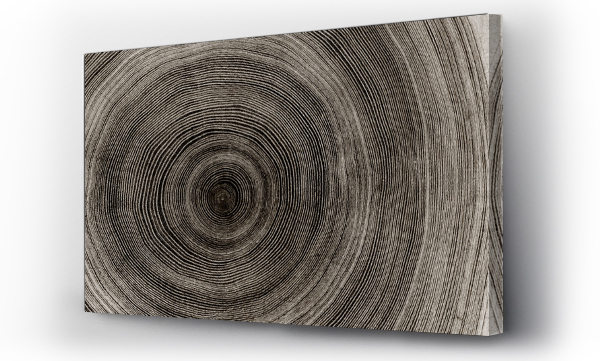 Wizualizacja Obrazu : #296852355 Warm gray cut wood texture. Detailed black and white texture of a felled tree trunk or stump. Rough organic tree rings with close up of end grain.