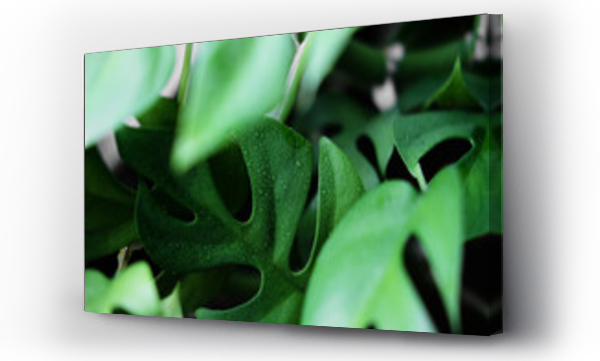 Wizualizacja Obrazu : #297859675 Close up of the wet leaves from a Rhaphidophora Tetrasperma or Monstera Minimal house plant