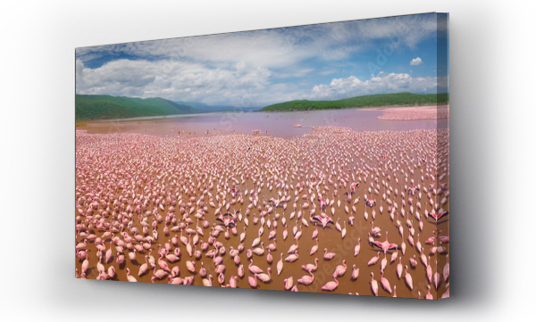 afryka, afryka flamingi