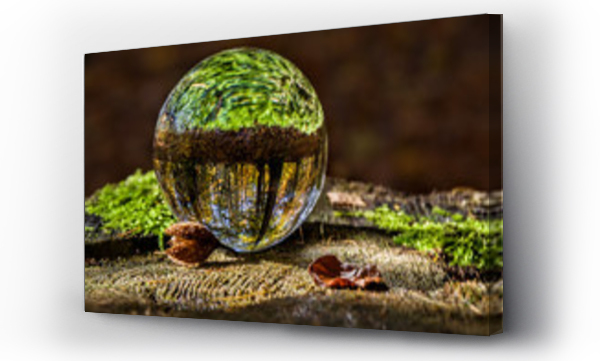 Wizualizacja Obrazu : #298317057 szklana kula w lesie, pi?kny krajobraz, makro