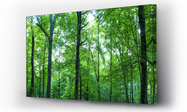 Wizualizacja Obrazu : #298388789 Huge forest panorama. Big picture of trees