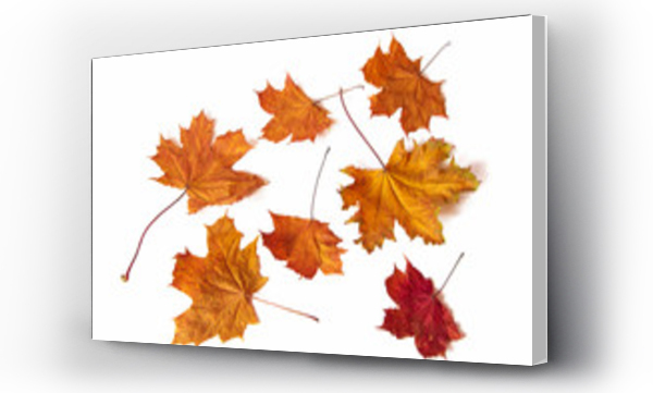 drzewo, jesień, jesienne, Liście