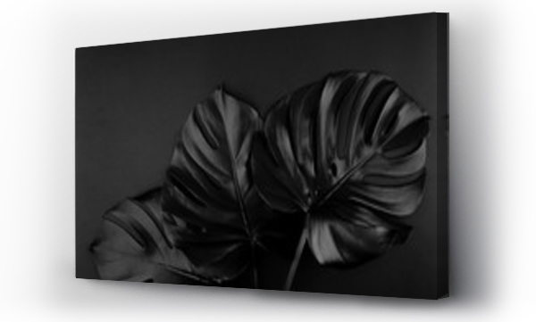 Wizualizacja Obrazu : #298541915 Błyszczące ciemne naturalne liście monstera bukiet. Czarny piątek tropikalny baner, plakat szablon tła.