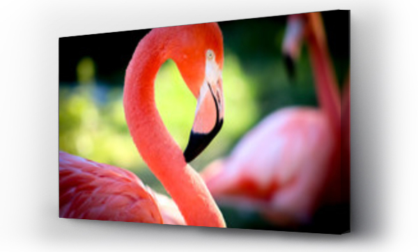 Wizualizacja Obrazu : #298702634 flamingo in zoo