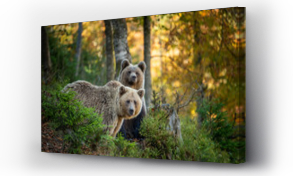 Niedźwiedź brunatny w jesiennym lesie