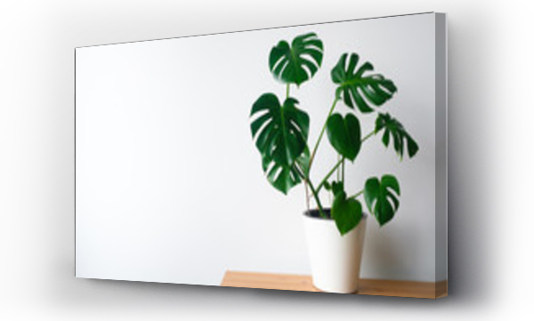 monstera