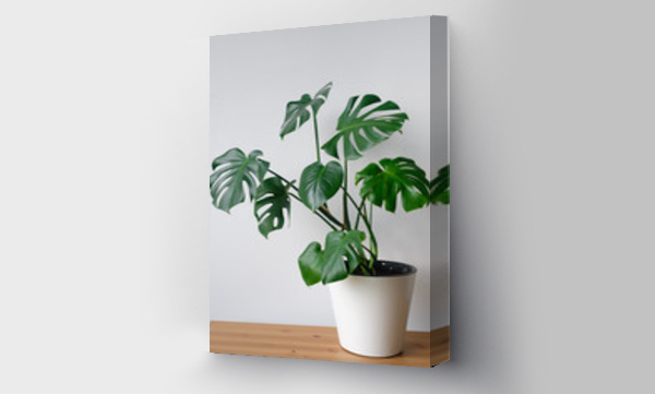 monstera