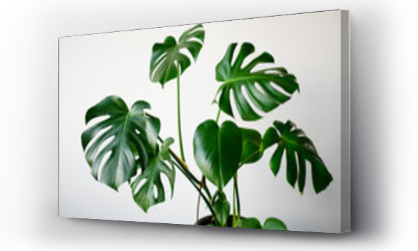 monstera