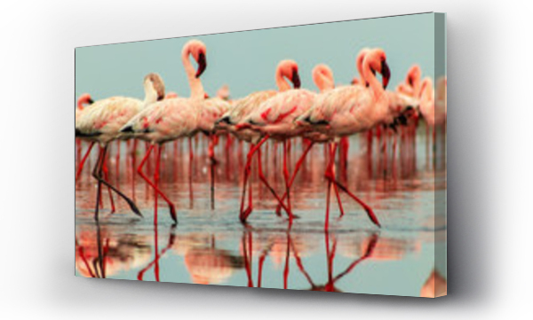 Wizualizacja Obrazu : #299799946 Wild african birds. Groupe of red flamingo birds on the blue lagoon.
