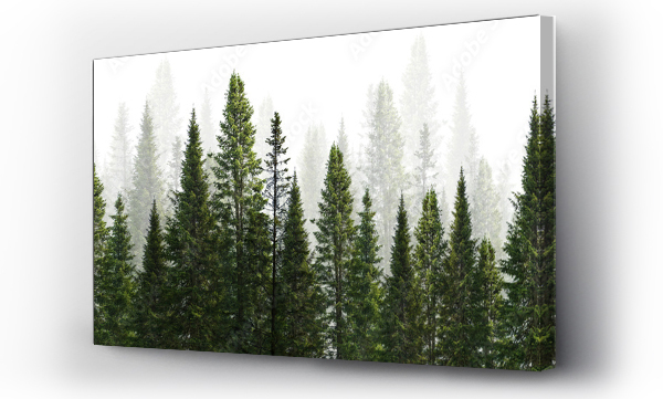 ciemnozielone proste drzewa las na białym tle