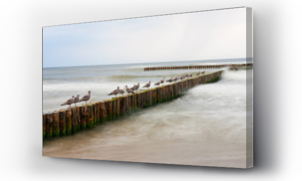 drzewo, dzika plaża, morze, ptaki, Woda ptaki, zwierzęta