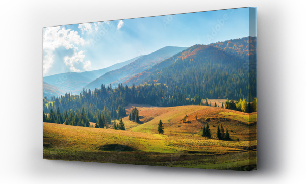 wiejski obszar gór karpackich jesienią. wspaniała panorama gór borżawy w rozproszonym świetle obserwowana ze wsi podobowiec. pola uprawne na falistych wzgórzach w pobliżu lasu świerkowego