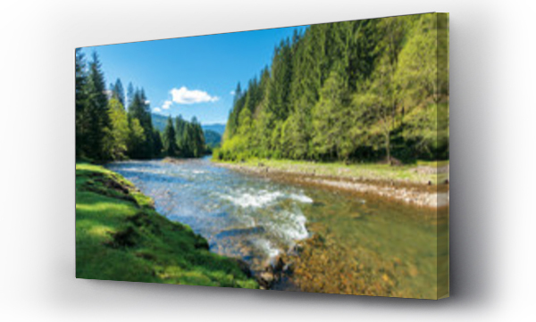 rwąca górska rzeka w lesie świerkowym. wspaniały słoneczny poranek na wiosnę. trawiasty brzeg rzeki i skały na brzegu. fale nad głazami w wodzie. piękna sceneria przyrody