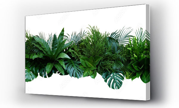 kwiatowy, monstera, natura, rozmieszczenie