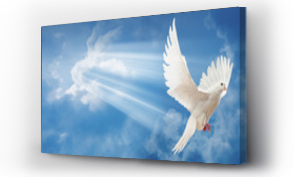 Wizualizacja Obrazu : #302208989 Dove in the air with wings wide open
