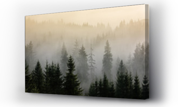 Wizualizacja Obrazu : #303366224 Fog above pine forests. Detail of dense pine forest in morning mist.