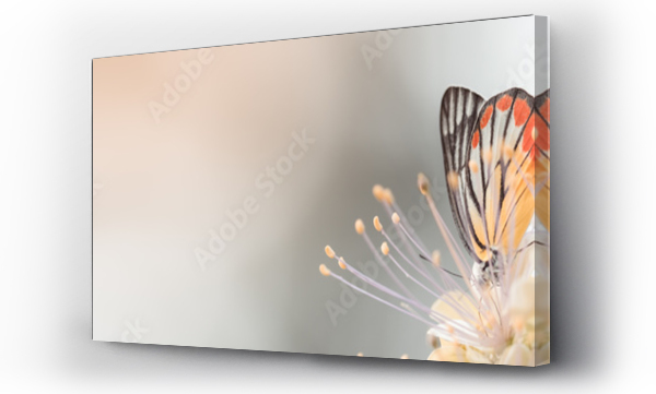 Laka, Motyle, natura