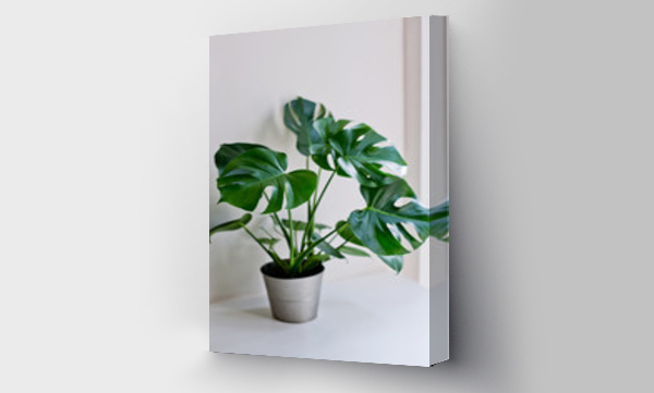 monstera