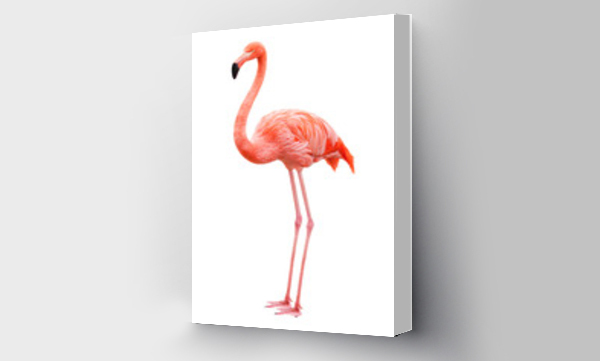 Wizualizacja Obrazu : #303893661 Bird flamingo on a white background
