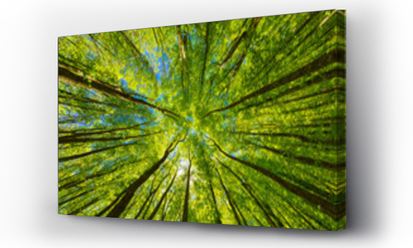 Wizualizacja Obrazu : #305060700 Patrząc w górę na zielone czubki drzew.