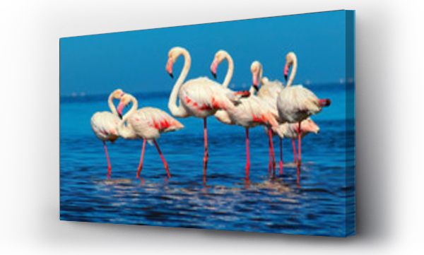 Wizualizacja Obrazu : #305074654 Wild african birds. Group of African white flamingo birds and their reflection on the blue water. Walvis bay, Namibia, Africa