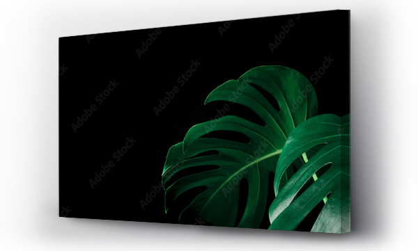 Wizualizacja Obrazu : #305267367 Beautiful monstera leaves (leaf) on black color for decorating composition design background