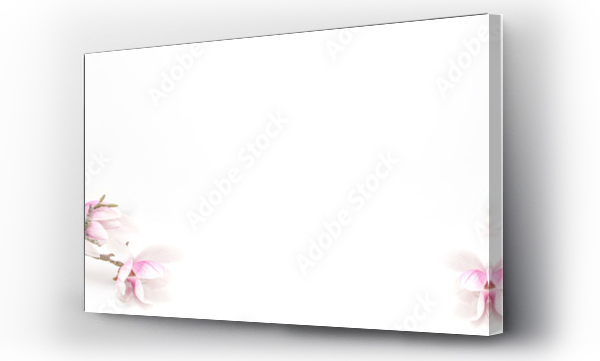 Wizualizacja Obrazu : #305303941 Beautiful blooming magnolia on branch isolated on white background with space for text - background panorama banner long