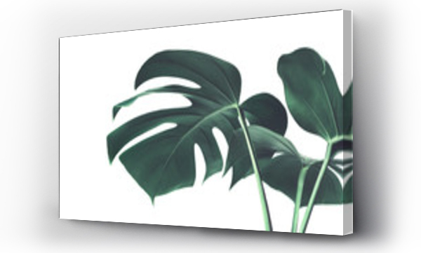 monstera