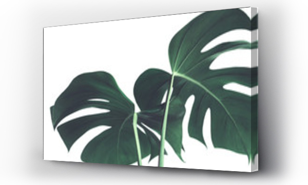 Wizualizacja Obrazu : #305498058 Selective focus of monstera leaves (leaf) on white color for decorating composition design background