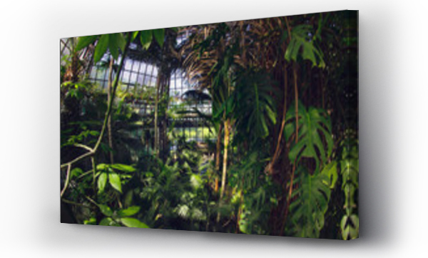 Egzotyczne, Liście, palmy, roślina pnącza