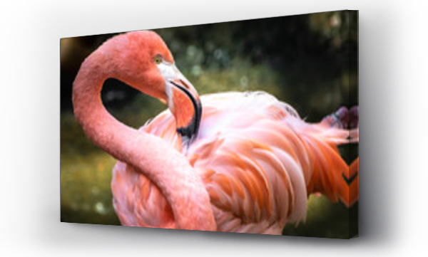 zbliżenie różowego flaminga
