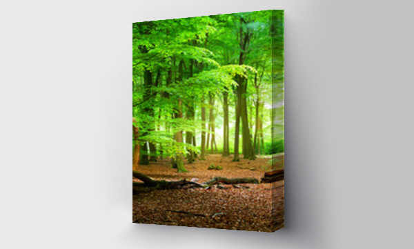 Wizualizacja Obrazu : #306193819 Chodnik w zielonym wiosennym lesie. Veluwe, Holandia. Panoramiczna sceneria. Potężne drzewa liściaste (dąb, buk, klon), pnie drzew, dywan złotych liści. Natura, pory roku, ekologia, ekoturystyka.
