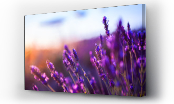 Wizualizacja Obrazu : #306754184 Lavender flowers at sunset in Provence, France. Macro image, shallow depth of field. Beautiful nature background