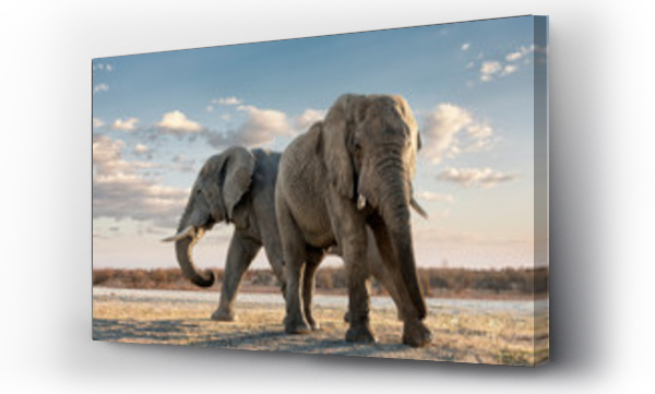 Dwa słonie afrykańskie stojące w rezerwacie Madikwe